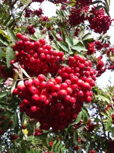 Hawthorn berries